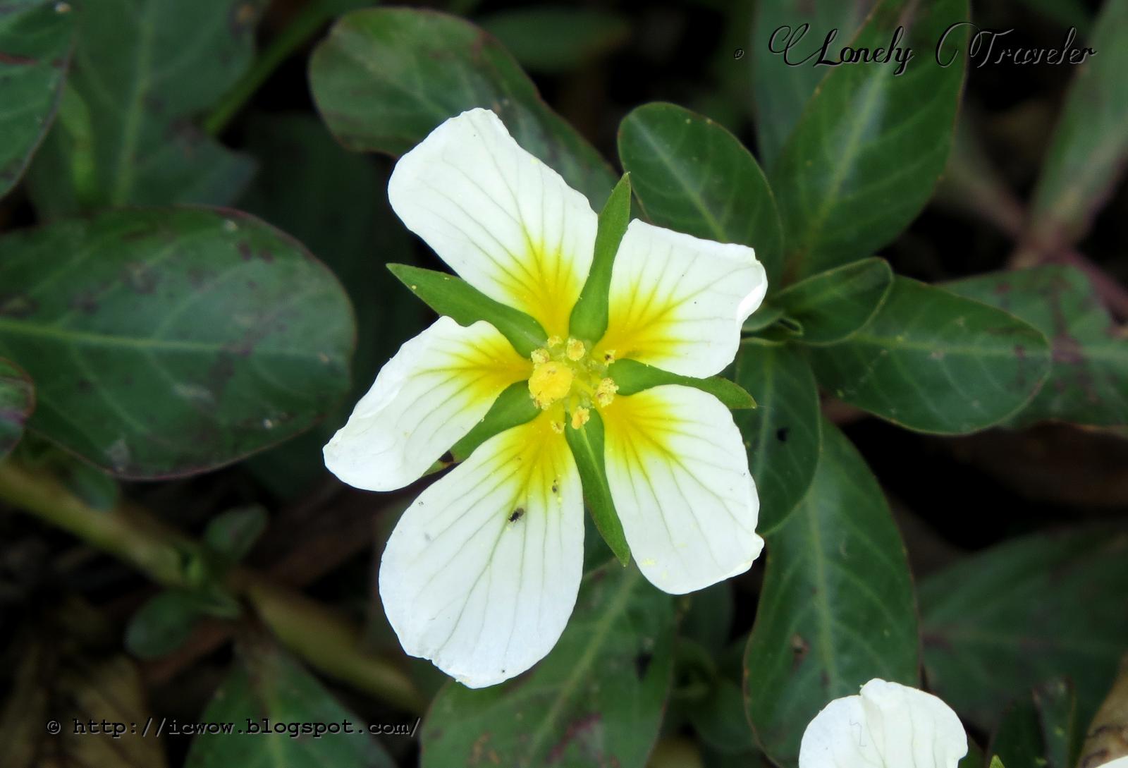 Water Primrose Ludwigia adscendens