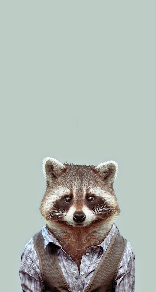 Yago Portal Zoo Portraits Common Raccoon  Android Best Wallpaper