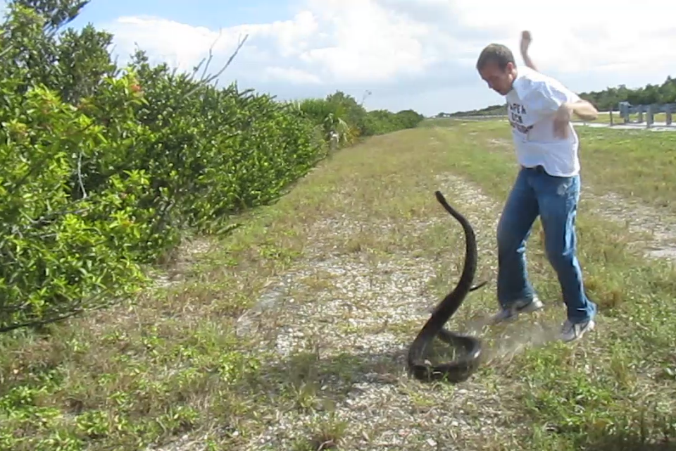 Florida Python Hunters Nov. 12th Catch