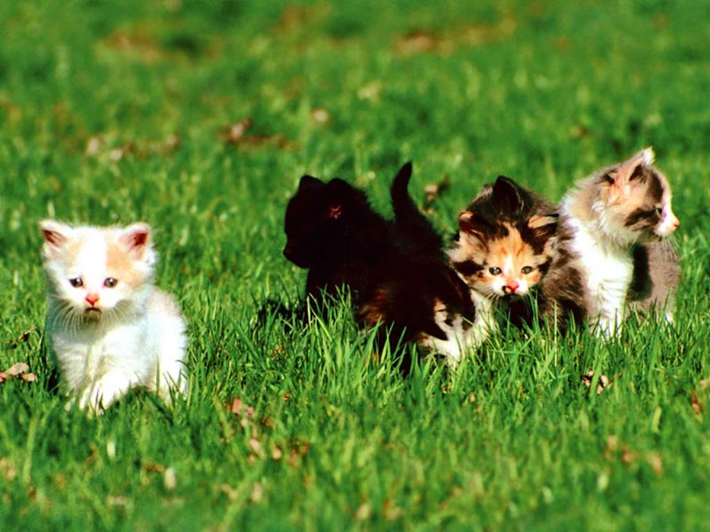 Wallpaper Glamour: Cute cat wallpapers | Free Hd wallpapers of cute cat