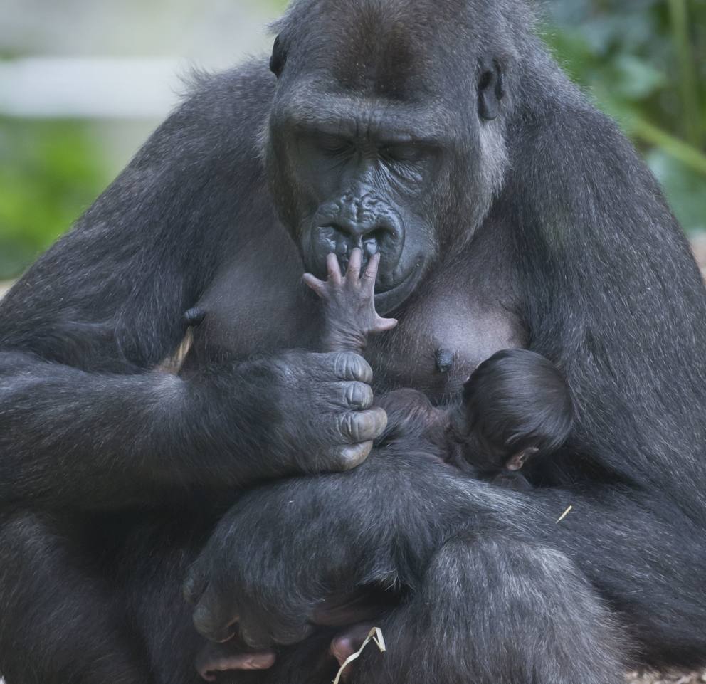 Risultato immagini per COPPIA DI GORILLA DI MONTAGNA