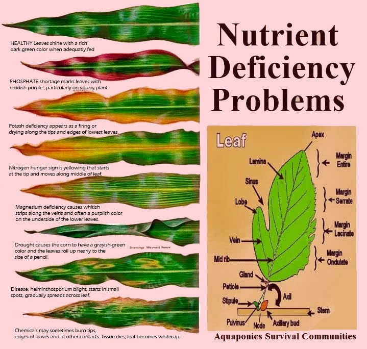 Garden and Farms What Does the Leaf Says About Nutrient
