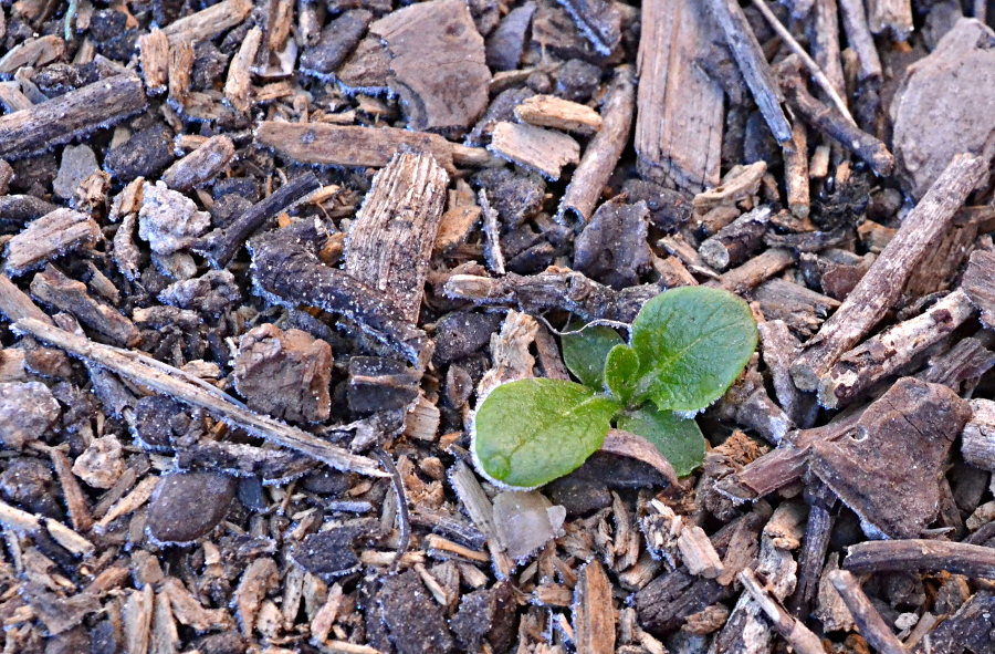 Lazy Gardening Using a Seed Starting Heating Pad
