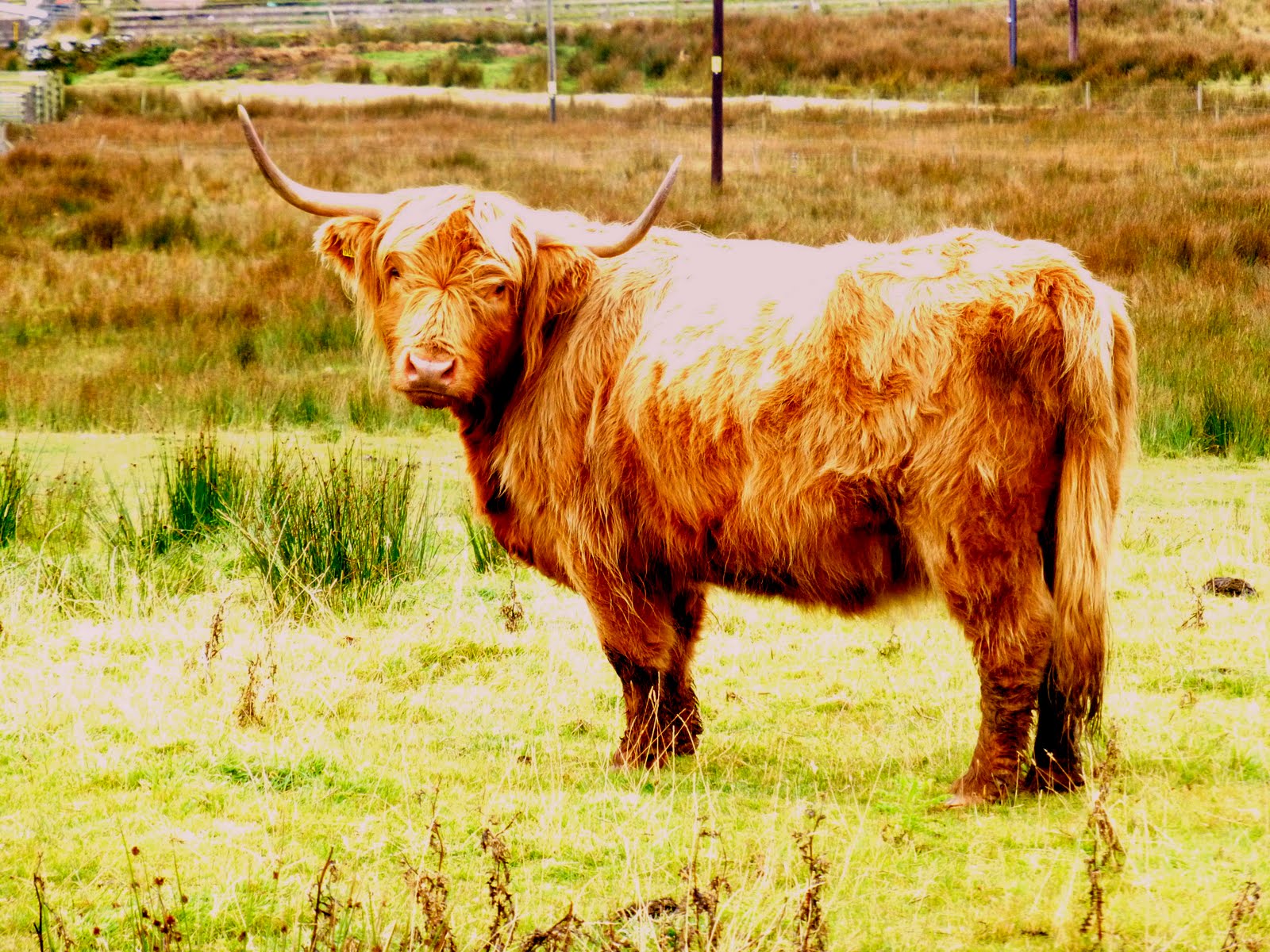Waving from Holland: Scotland Highlands: Hairy Cows!