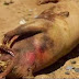 What is this strange-looking creature found under a bridge in New York?