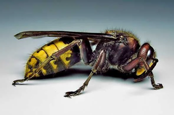 hornet-vespa-wasps-الدبور-الزنبار