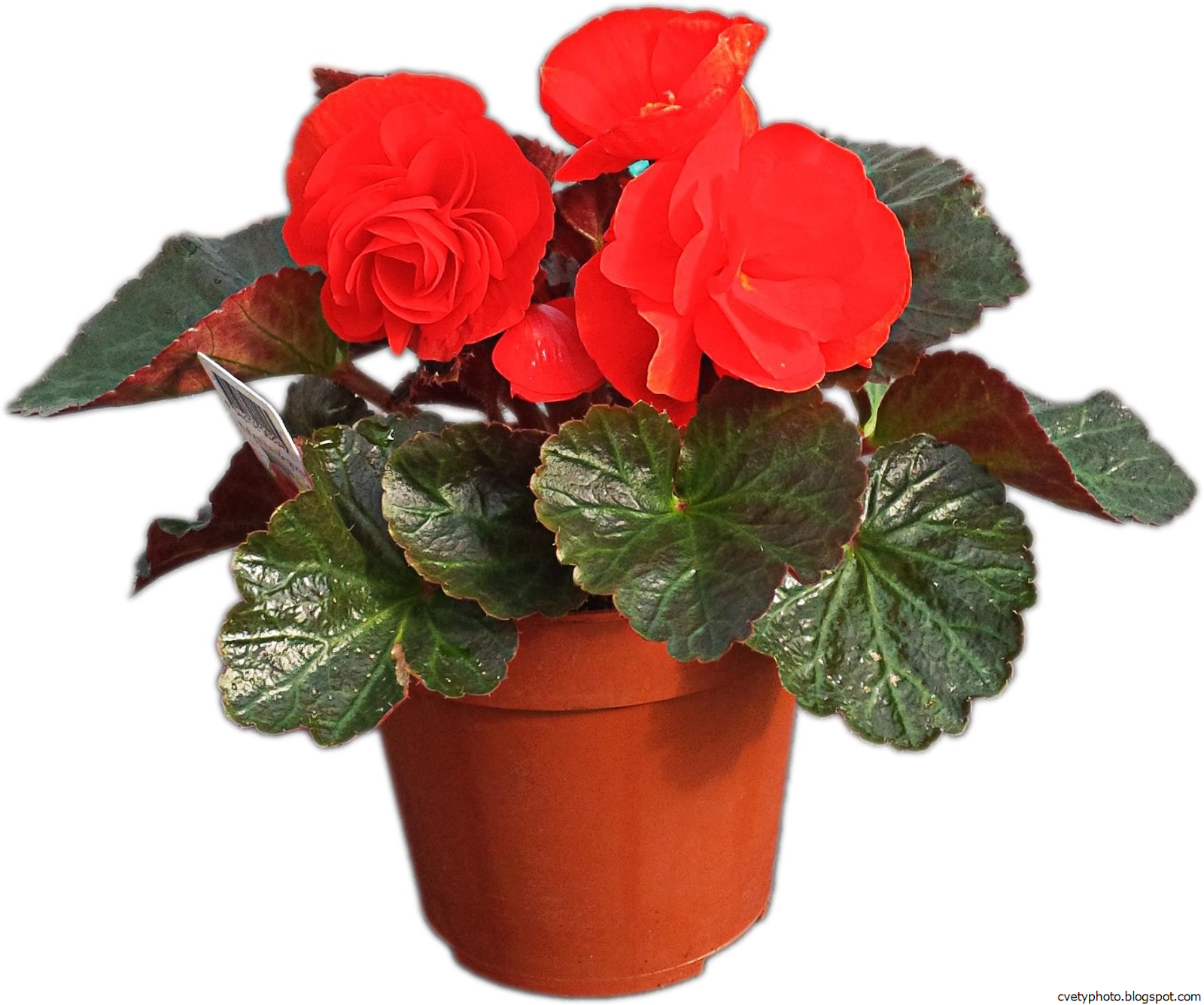 Цветок Бегония Фото