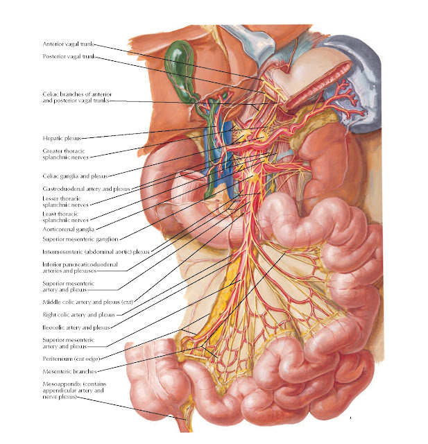 Autonomic Innervation of Small Intestine Anatomy