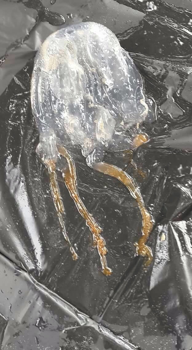 Camille's Samui Info blog Box jellyfish on Chaweng Beach