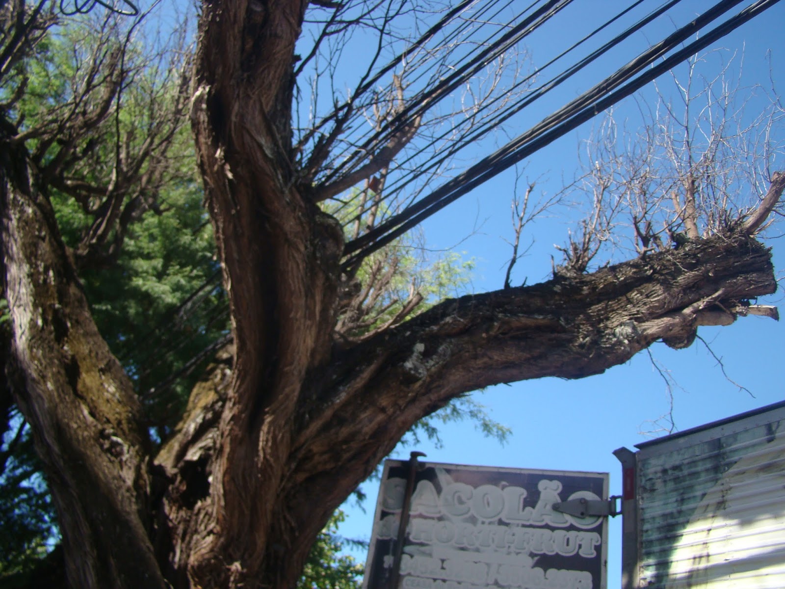 Árvore morta é ameaça para pedestres na Rua do Canal