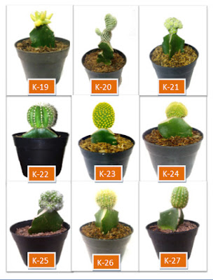 katalog kaktus