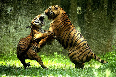 वाइल्ड लाइफ और हम