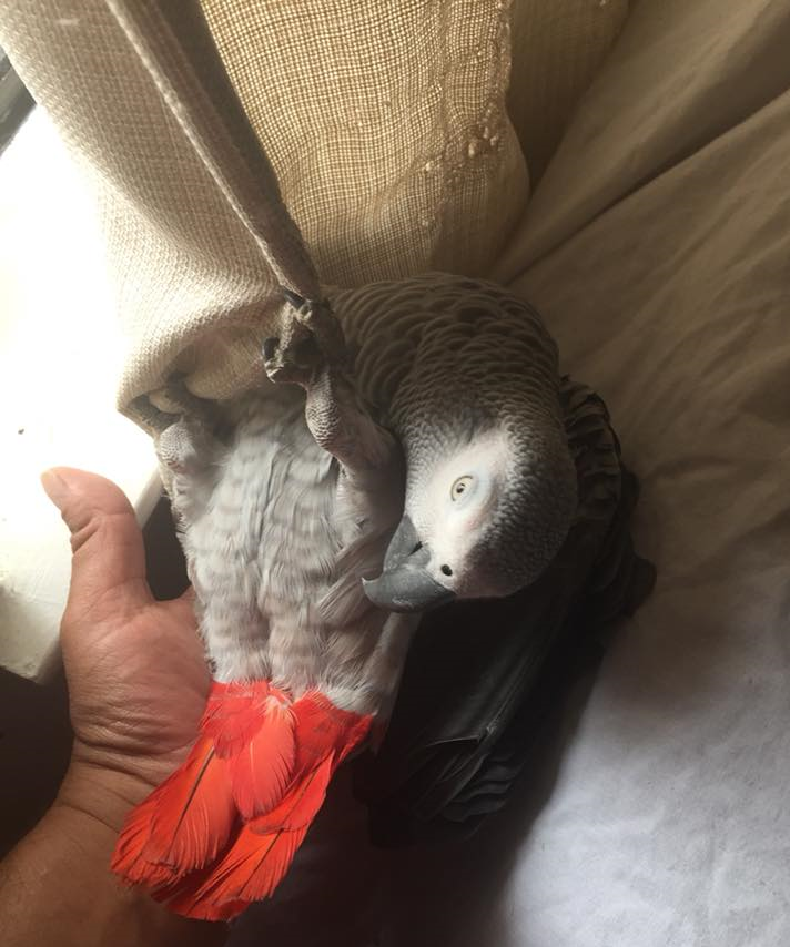 african grey bite