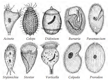  CILIATA  Ciri Ciri dan Contoh Ciliata  Gambar  Reproduksi 