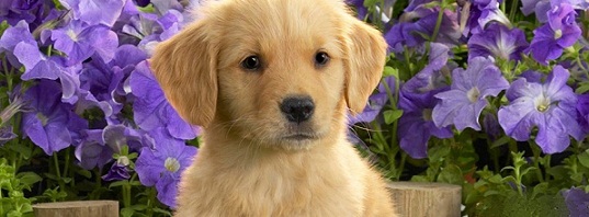 Puppies List Pictures