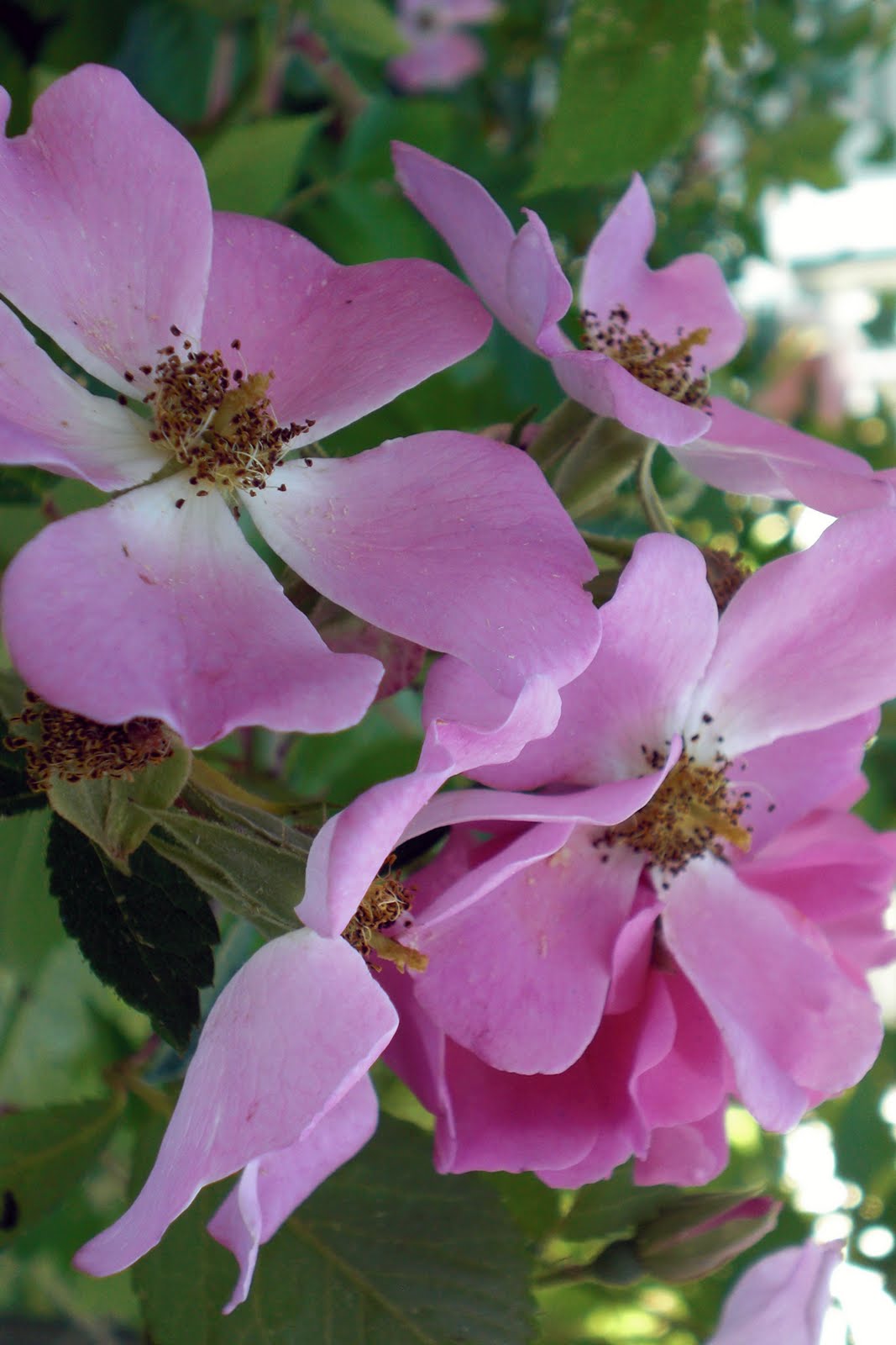 The Violet Fern Going Native Climbing Prairie Rose