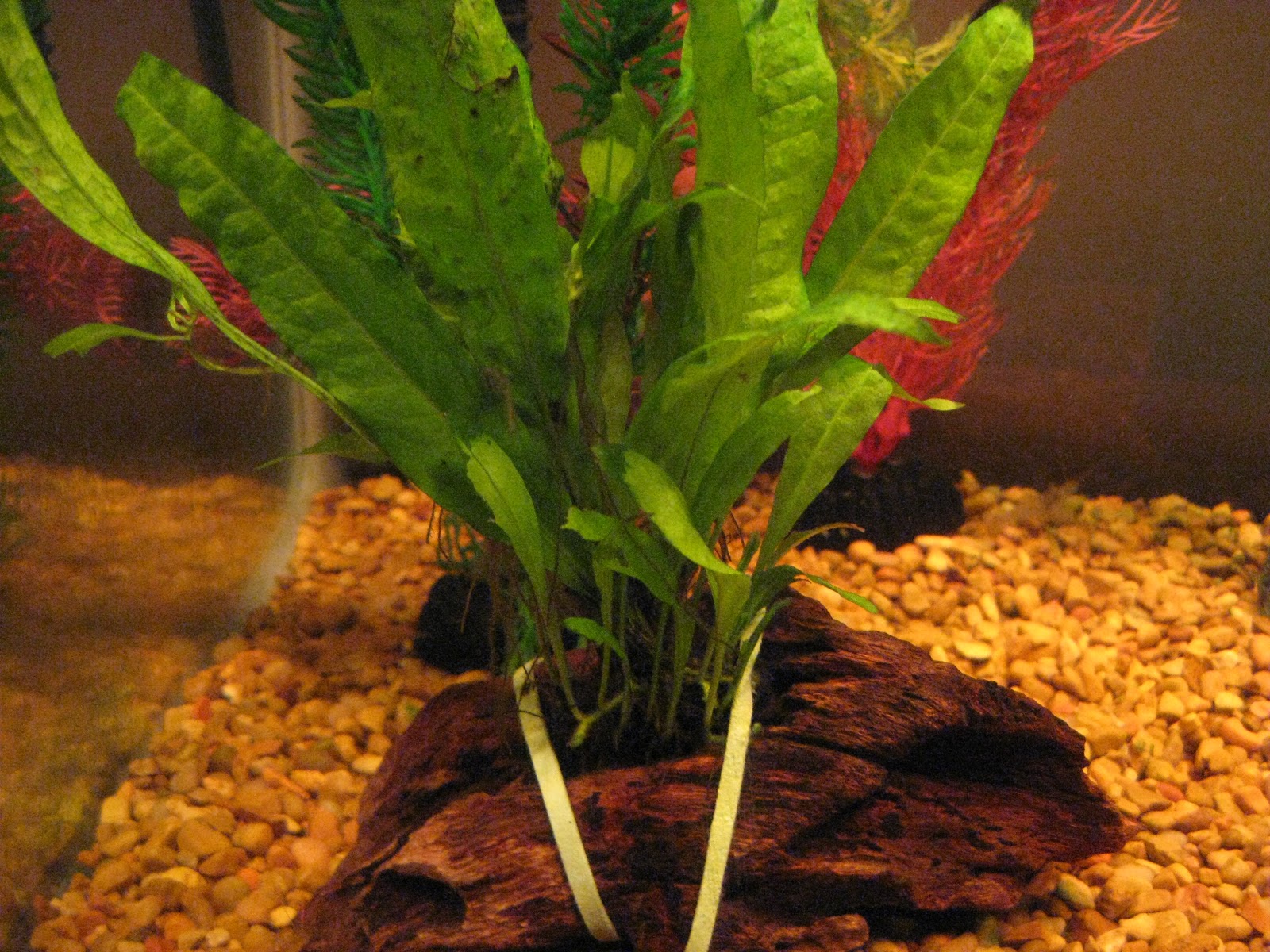 Tying moss or java plantlets driftwood underwater