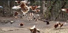 Flying Chickens !