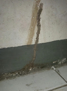pictures of termite tubes