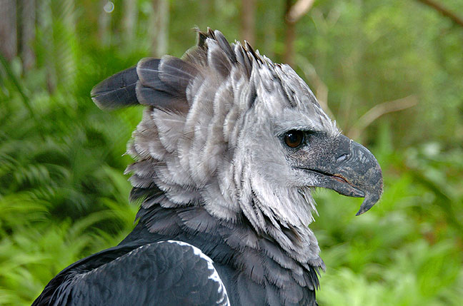 Harpy Eagle Pictures And Wallpapers Animals Library