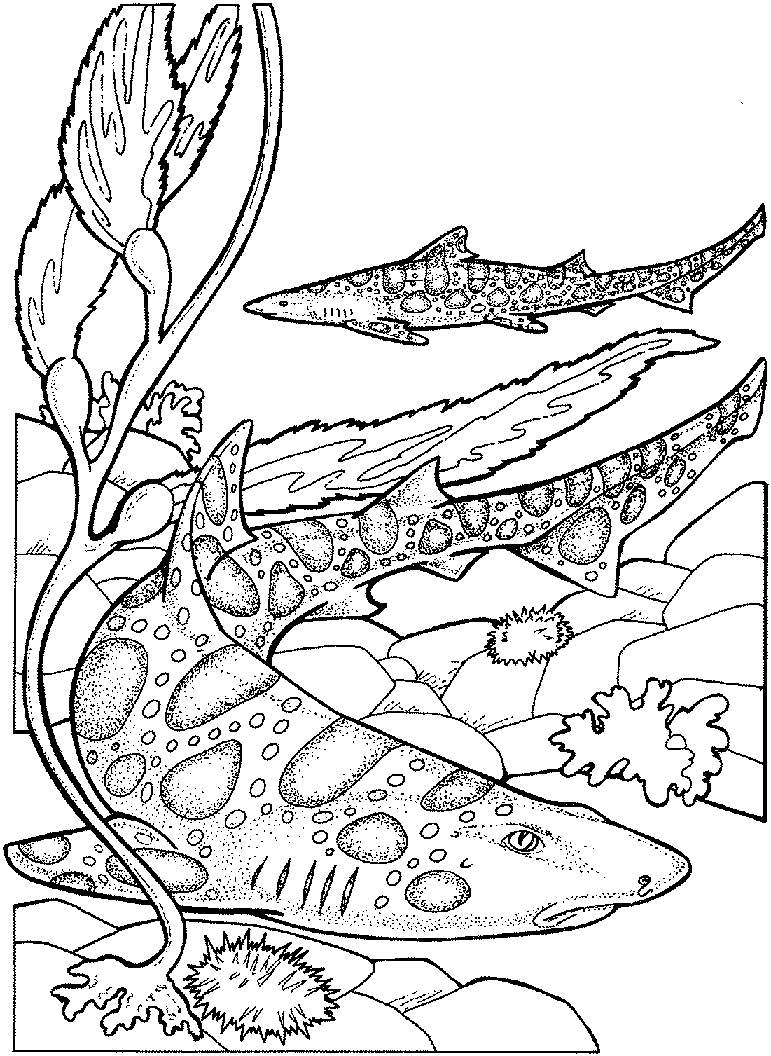 Free Printable Coloring Pages Sharks