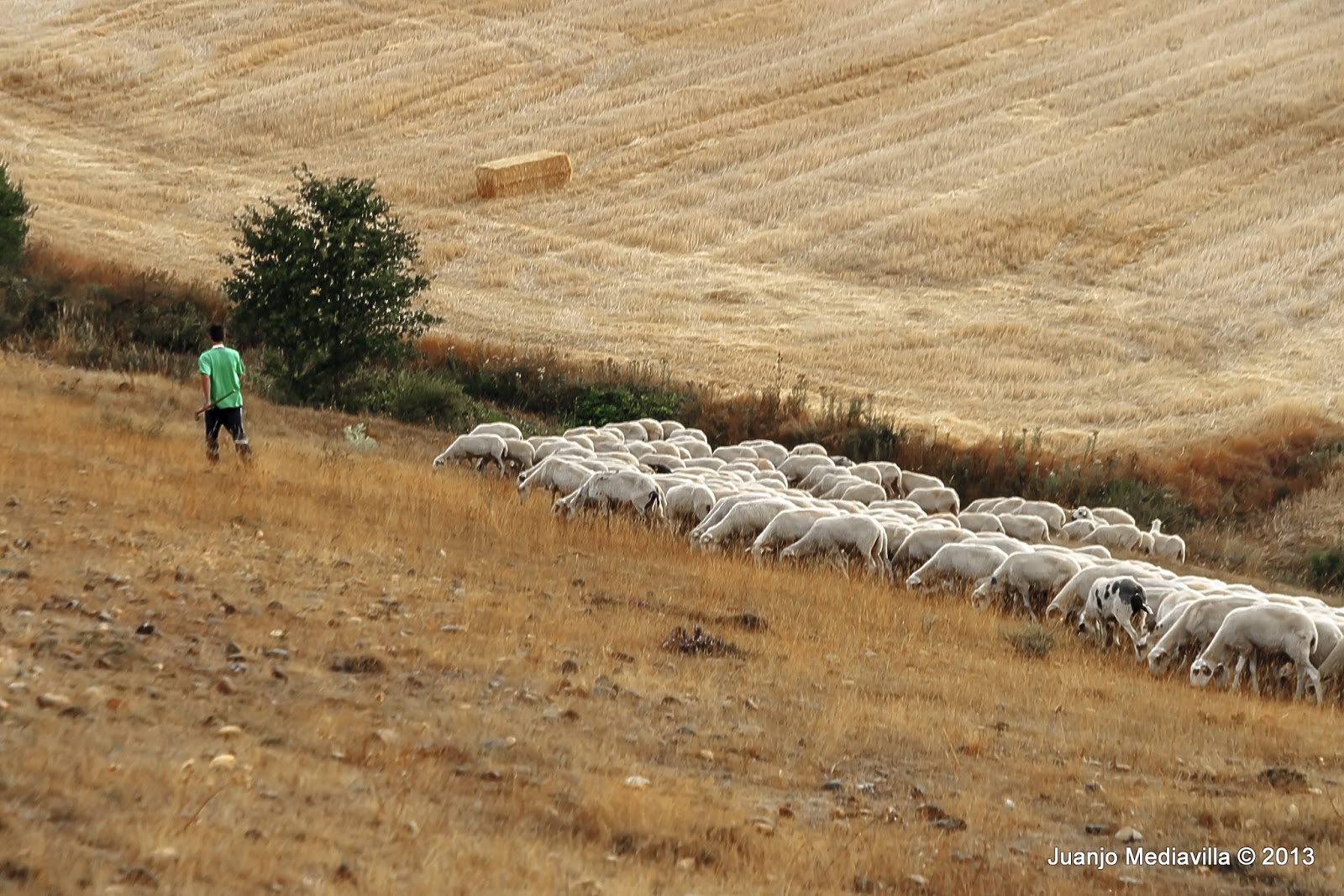 Un rebaño bien conducido ~ Fotografía Juanjo Mediavilla