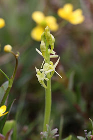 Fen Orchid - Glamorgan, Wales