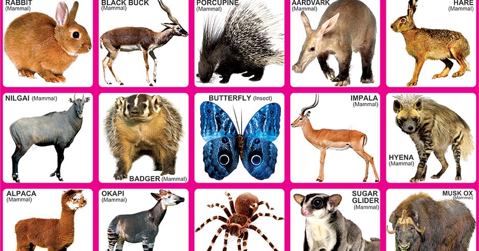 Spectrum Educational Charts: Chart 522 - Animals 8