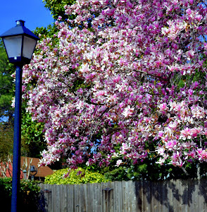 Pink Tree Olde Towne Portsmouth