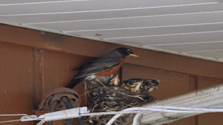 Robins in nest