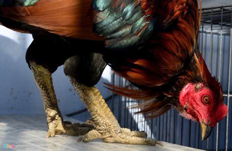 Chum anh: Trai ga vay rong o Sai Gon duoc dan choi san lung - Anh 5