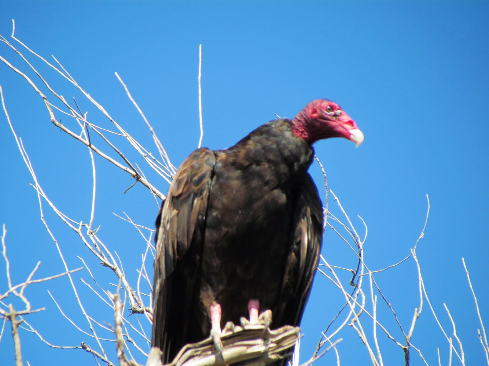 Best Discovering Love A Debt Ceiling Sunrise; Vultures and Crows in
