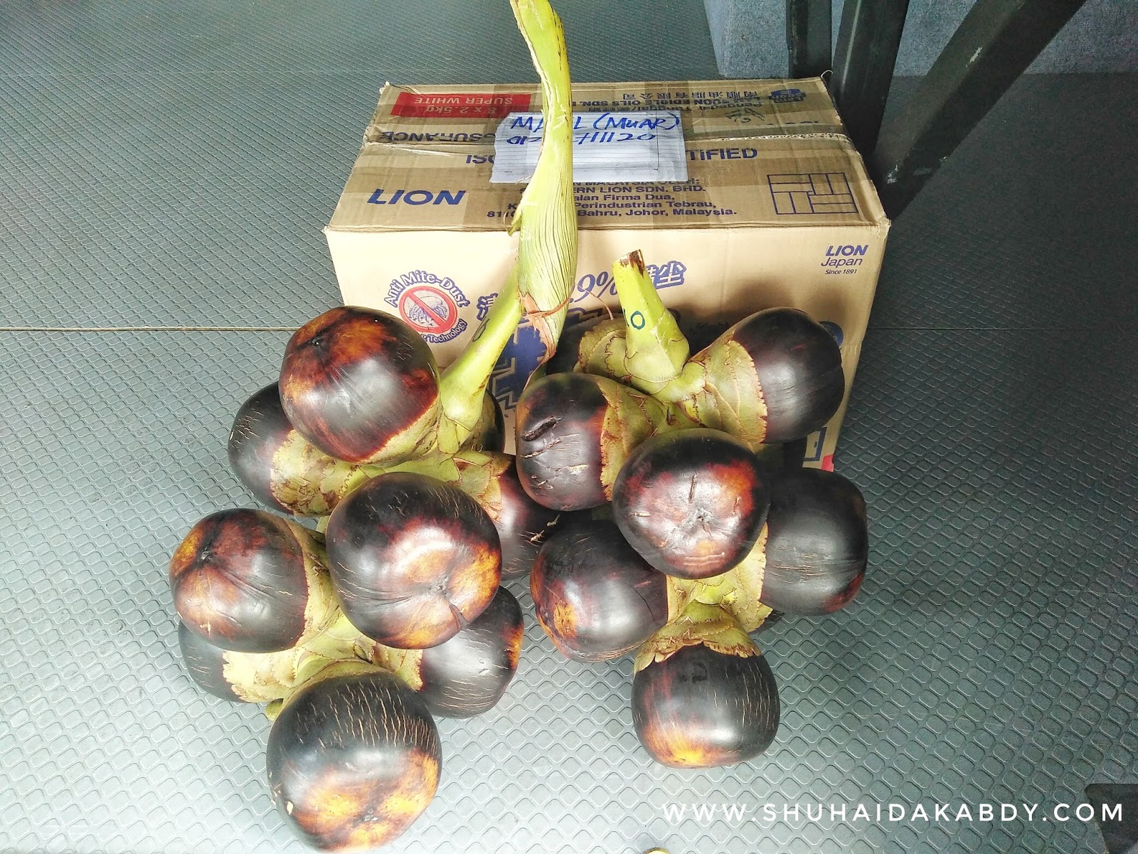 Delivery Kelapa Laut Man Java Delivery Kelapa Laut Man Java