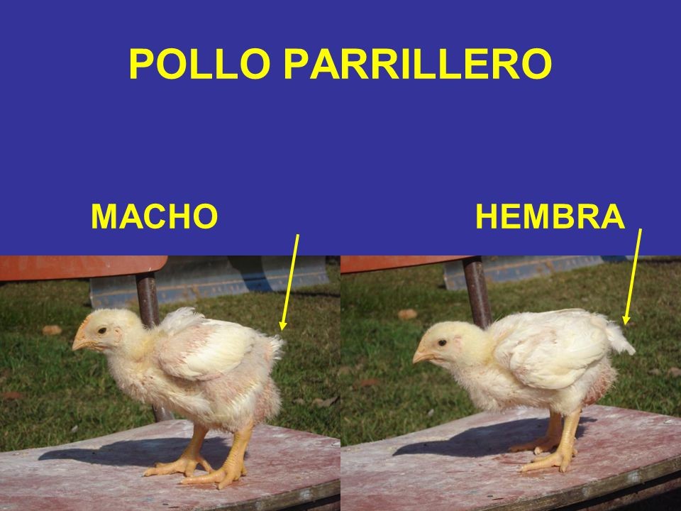 Como Distinguir Los Pollitos Machos Y Hembras