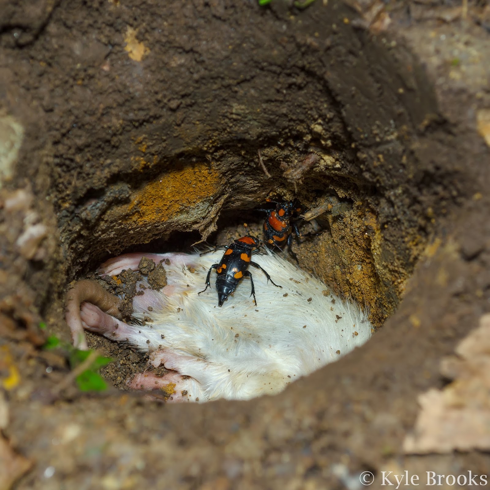 American Burying Beetle Reproduction