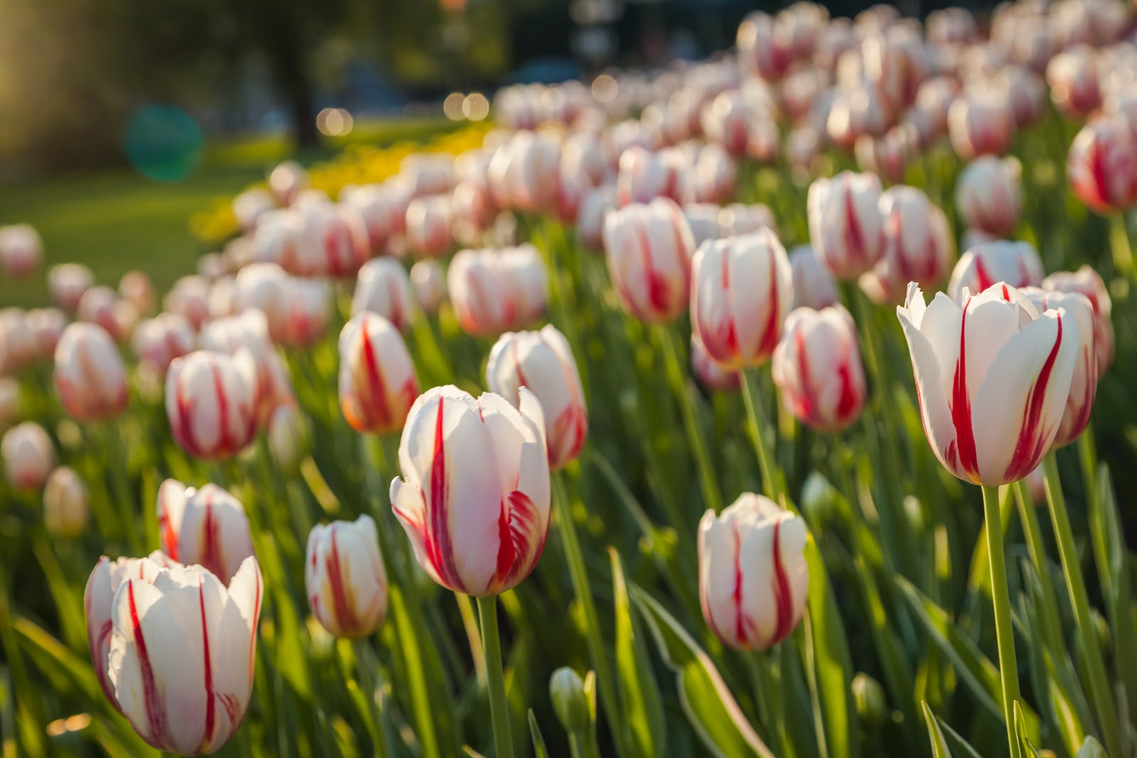 Canadian Tulip Festival, The Largest in the World Why in Ottawa
