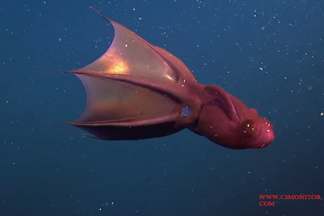 Vampire Squid Adalah Jenis Ikan Laut Dalam Paling Menyeramkan, Predator Dan Unik