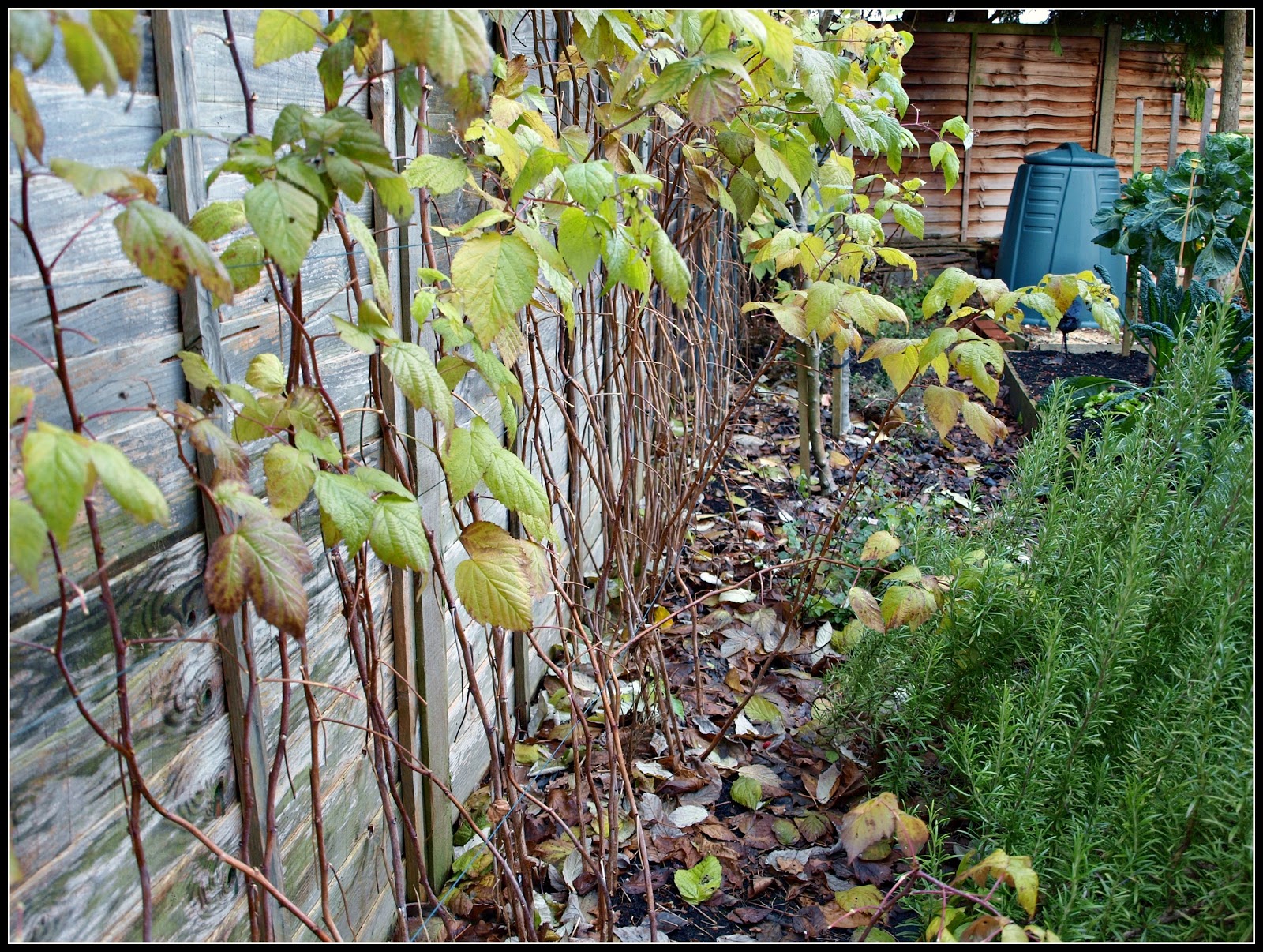 Mark's Veg Plot Pruning Autumnfruiting raspberries
