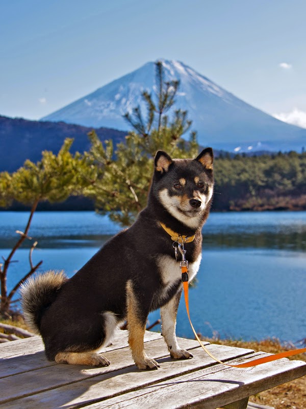 Did Dogs, Cats and Cows Predict the Magnitude 9 Earthquake in Japan in 2011?