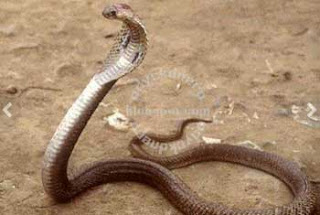 Ular Cobra Hewan Dengan Racun Paling Mematikan