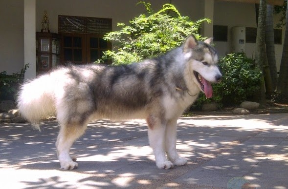 Merawat Anjing Alaskan Malamute
