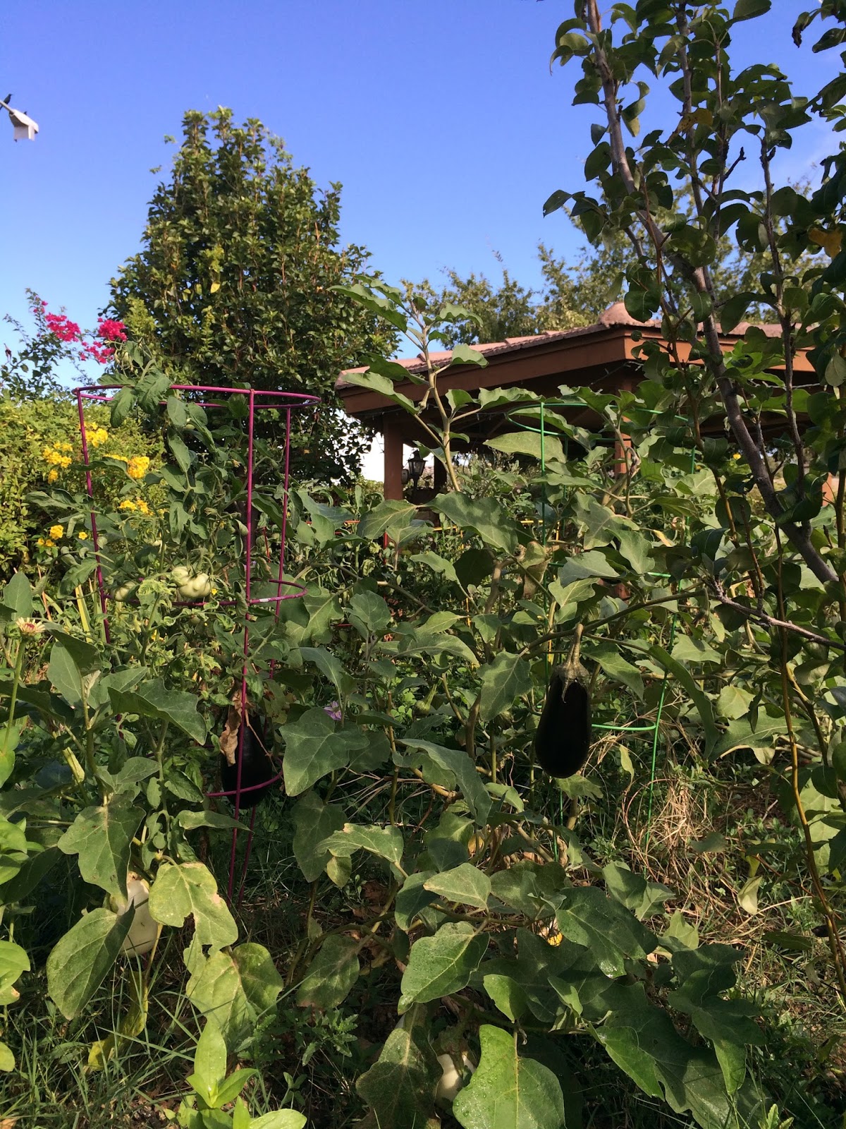 Arizona Backyard Eden Eggplant anyone?