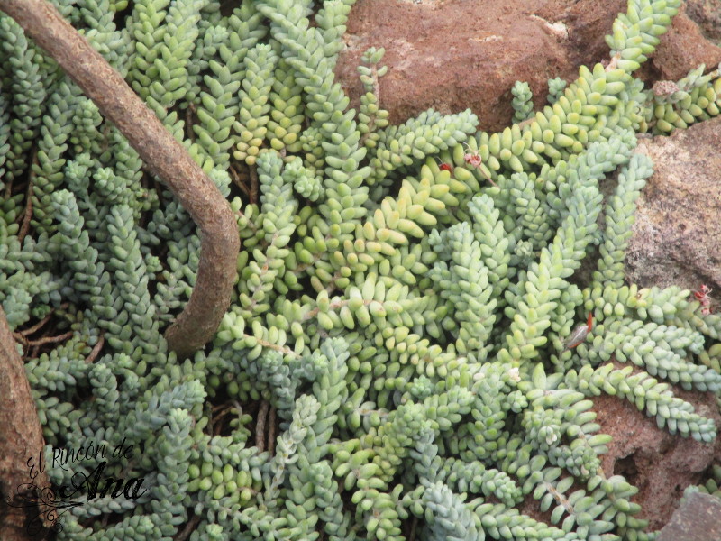 Cactus y Suculentas - Blog 1