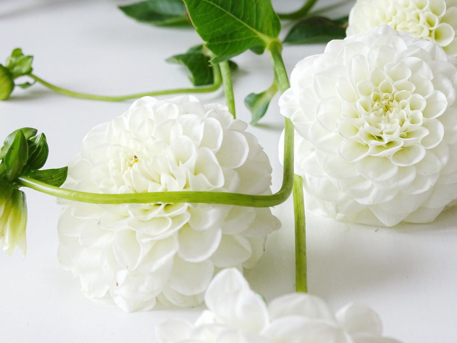 Mit Dahlien dekorieren - 3 Styling-Ideen mit Dahlien - http://mammilade.blogspot.de Mit Dahlien dekorieren - 3 Styling-Ideen mit Dahlien - http://mammilade.blogspot.de