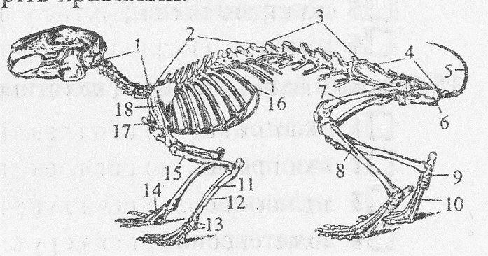 Особенности скелета кролика. Костный скелет кролика. Строение скелета кролика. Скелет кролика биология 7 класс. Скелет кролика без подписей.