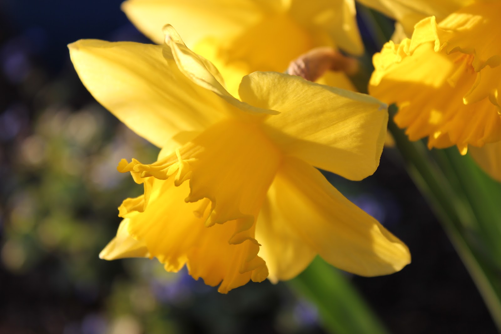 Through the Blue Gate: daffodils