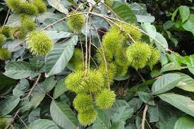 Khasiat Daun Rambutan Untuk Rambut Uban