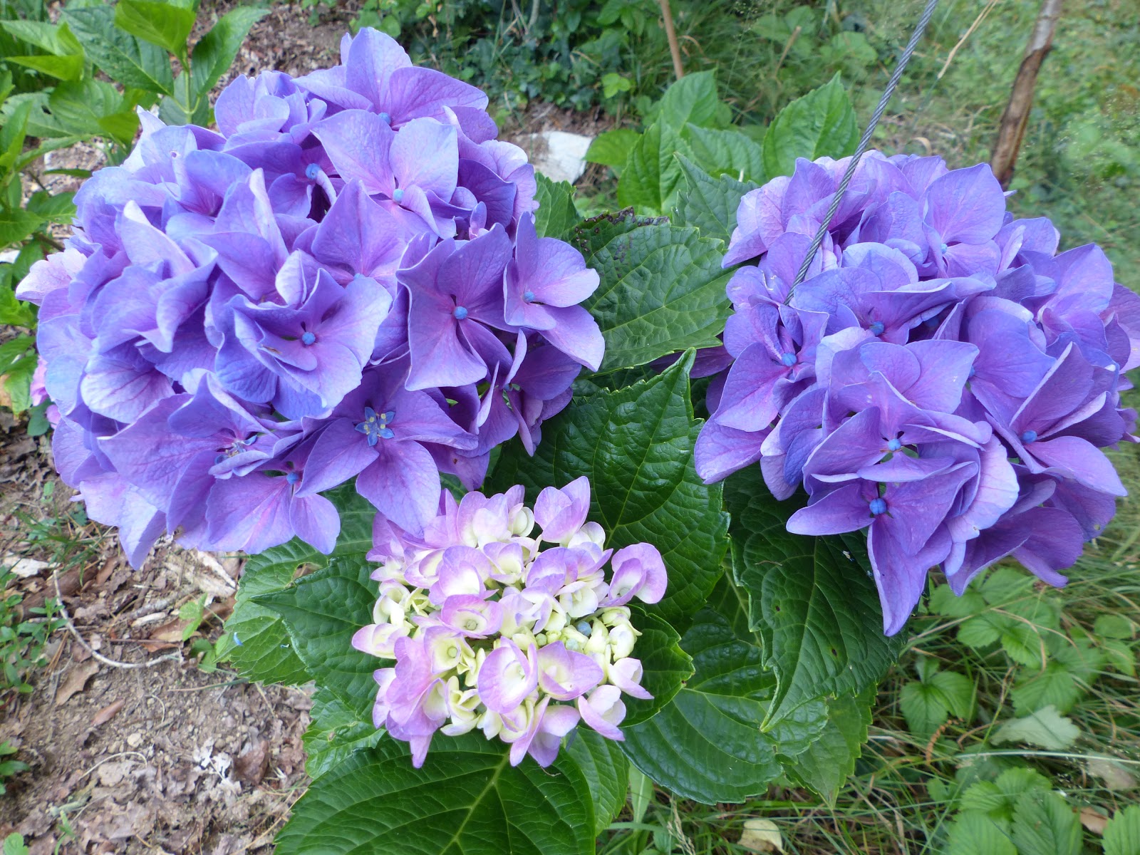 Temps De Jardin Avis De Recherche Sur Des Hortensias