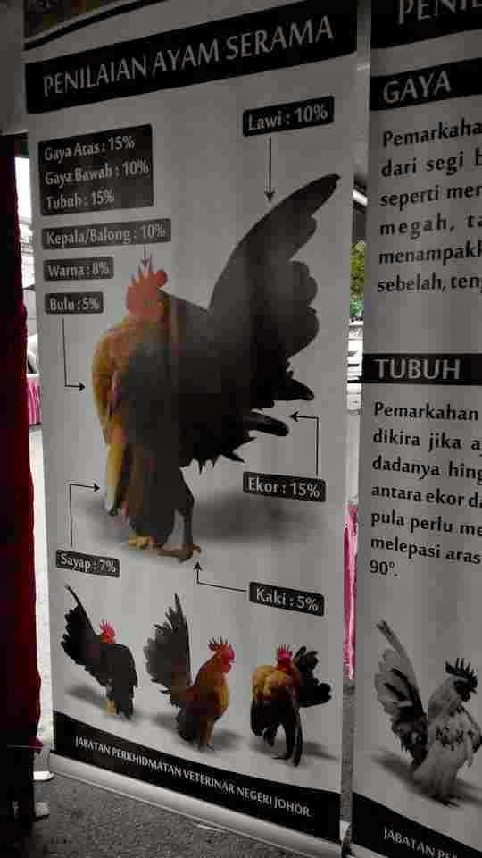 Penilaian Ayam Serama