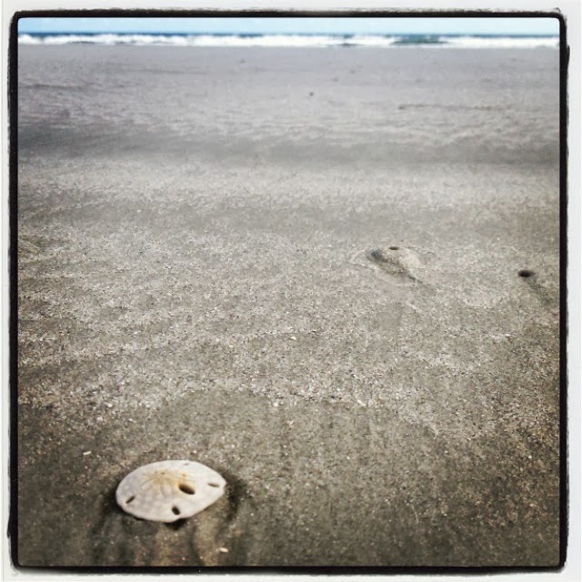 The Hunter and The Gatherer Waites Island Hunt and Gather